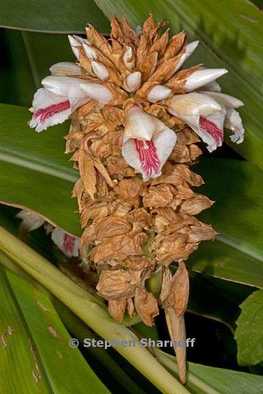 alpinia bracteata 4 graphic